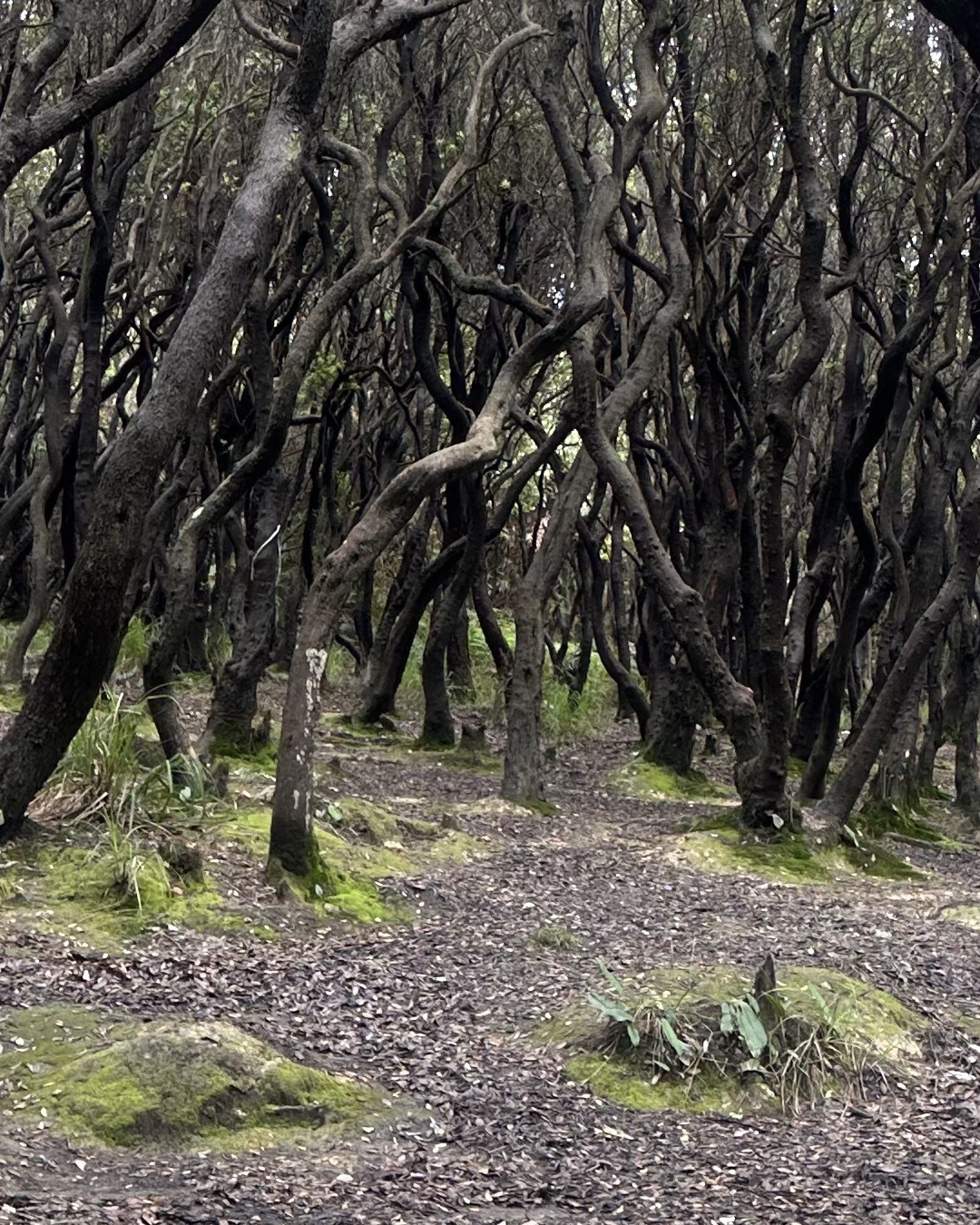 Papandayan